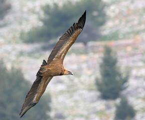 Griffon Vulture (Gyps fulvus), Crete