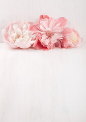 Beautiful coral peonies on white wooden background.