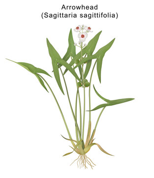 Sagittaria sagittifolia (Arrowhead) is a flowering wetland perennial native