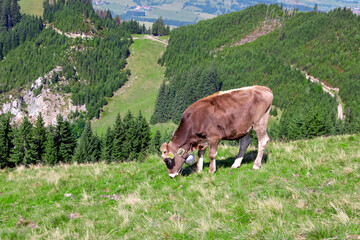 Cow on mountain pasture in the alps