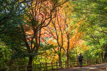 もみじ谷で紅葉狩りをする人々