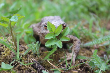 frog hides behind leaf