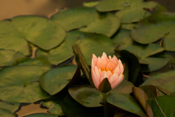 The pink lotus was blooming in the garden pond in the morning. There are floating lotus leaves all over the water surface.