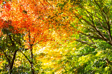 Fototapeta na wymiar もみじ谷に赤く色づいたきれいな紅葉　福岡県