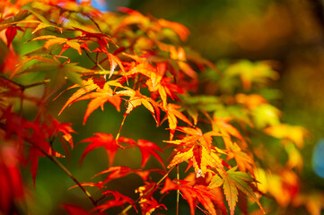 もみじ谷に赤く色づいたきれいな紅葉　福岡県