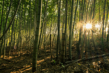 Obraz premium 竹林に太陽光が差し込む夕方の風景 竹 