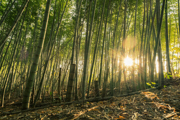 竹林に太陽光が差し込む夕方の風景　竹
