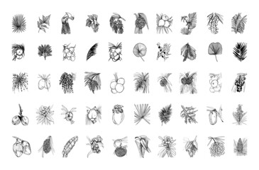 Hand drawn plants and flowers collection. Monochrome vector illustrations in a sketch style. Black and white graphics.