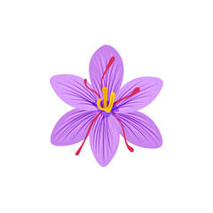 Saffron illustration, saffron flower isolated on white background.
