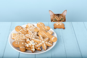 A cute Bengal cat head peeks out from the table with Christmas cookies.