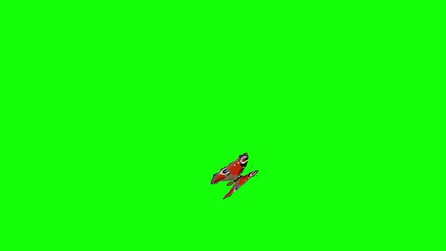 Three standalone animations of flying and sitting 
european peacock butterfly. Fits for cosmetic,fashion, nature, floriculture and garden websites as an elegant eyecatcher.