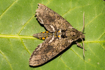 Carolina Sphinx Moth (Manduca sexta)