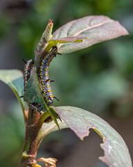 Caterpillars on a milkweed tree