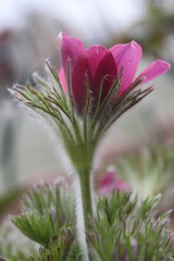 pink flower in the garden, (Pulsatilla)
