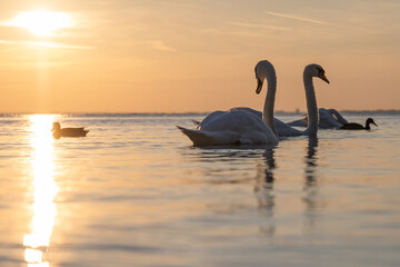 swans at sunrise shining golden © Matthias