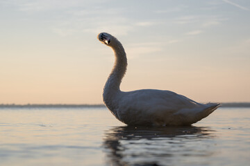 swans at sunrise shining golden