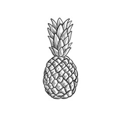 pineapple illustration, black and white drawing, engraving style fruit isolated.