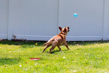 Blue heeler puppy fetching