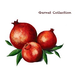 Illustration of a ripe pomegranate with foliage