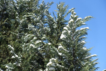 Clear blue sky and branches of Port Orford cedar covered with snow in mid February