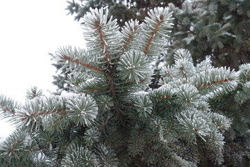 Branch of Picea pungens covered with hoar frost in mid January
