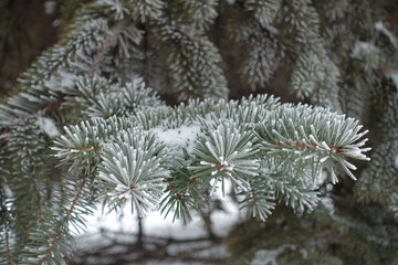 Needles of Picea pungens covered with hoar frost in mid January