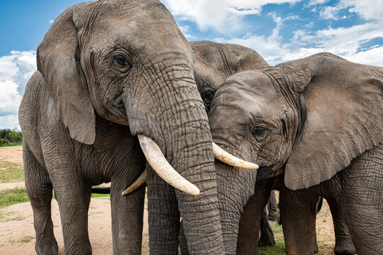 Close-up of adult elephants in Bela Bela, Limpopo