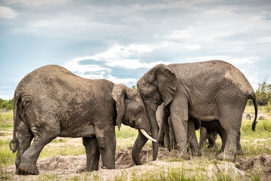 Elephants sharing a moment together in Bela Bela, Limpopo