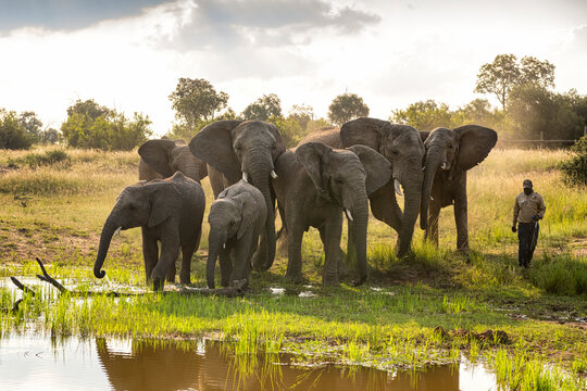 A ranger walking with a herd of elephants in near a watering hole in Bela Bela, Limpopo