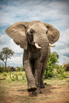 Portrait of an adult elephant in Bela Bela, Limpopo