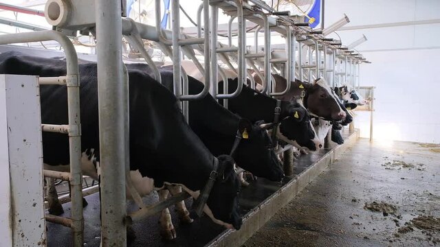 cows in the milking parlor while collecting milk