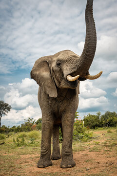 Portrait of an adult elephant in Bela Bela, Limpopo