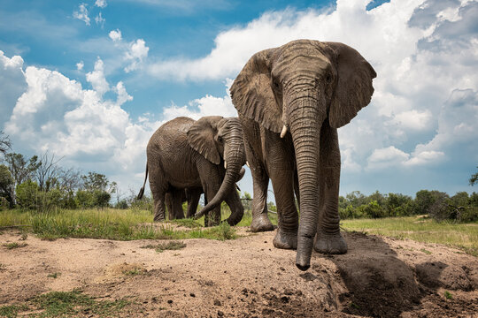 Adult elephants standing near the watering hole in Bela Bela, Limpopo