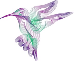 Hummingbird colibri blend line art 3d vector illustration