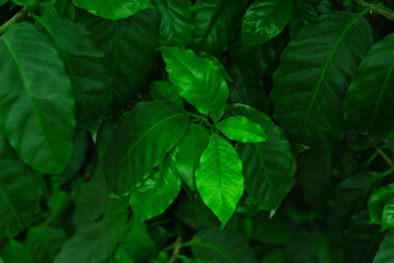 Coffee tree leaves close . Tropical greenhouse plantation. Green foliage of  coffee arabica tree. 