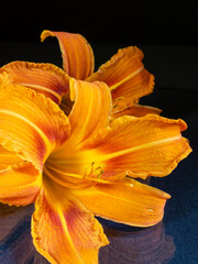 Fototapeta na wymiar Orange lilies are lying on the table with a reflection