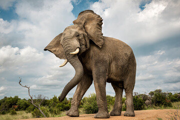 Portrait of an adult elephant shaking its head in Bela Bela, Limpopo