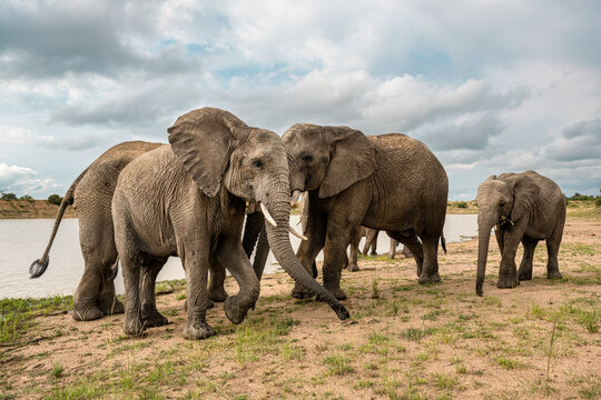 Adult elephants standing near the watering hole in Bela Bela, Limpopo