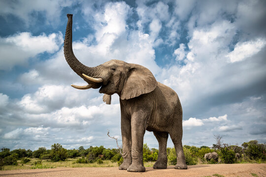 Portrait of an adult elephant in Bela Bela, Limpopo