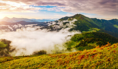 Splendid mountain valley is covered with fog on a sunny day with green alpine meadows. Carpathian mountains, Ukraine.