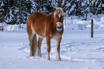 Obraz premium Beautiful horses in the snow. Winter on the farm, horses on the farm.