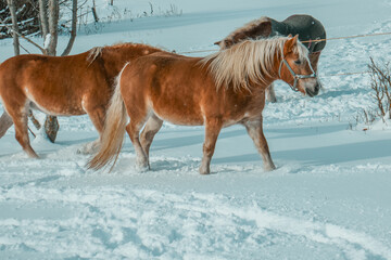 Obraz premium Beautiful horses in the snow. Winter on the farm, horses on the farm.