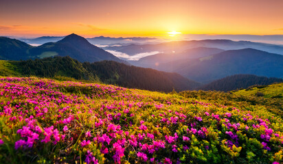 Attractive summer sunset with pink rhododendron flowers. Carpathian mountains, Ukraine.