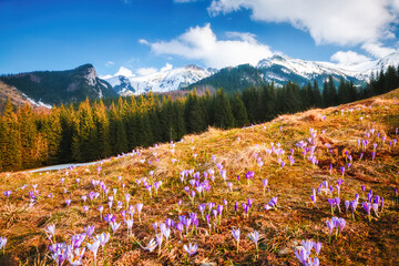 Alpine meadows are covered crocus flowers on spring High Tatras mountains. Zakopane, Poland.