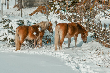 Beautiful horses in the snow. Winter on the farm, horses on the farm.