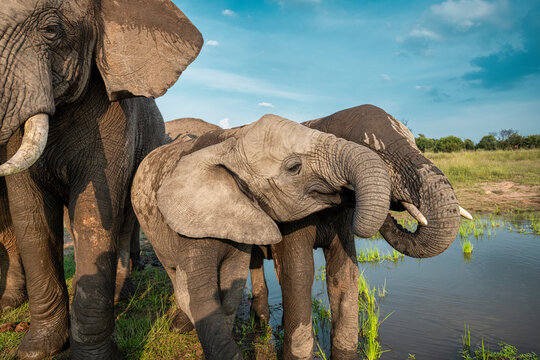 Elephants standing and drinking from the watering hole in Bela Bela, Limpopo