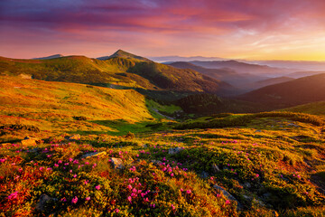 Fototapeta na wymiar Attractive summer sunset with pink rhododendron flowers. Carpathian mountains, Ukraine.