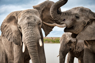Elephants sharing a moment together in Bela Bela, Limpopo