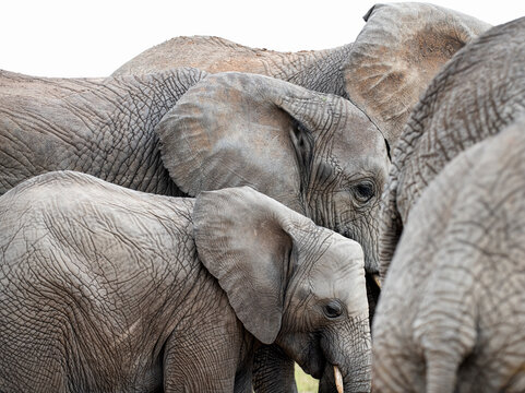 Elephants standing together at a watering hole in Bela Bela, Limpopo