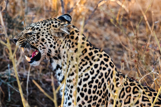 Profile view of a snarling leopard in the Xidulu Private Lodge, Limpopo